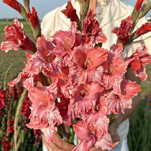 Gladiolus Strawberry Swirl