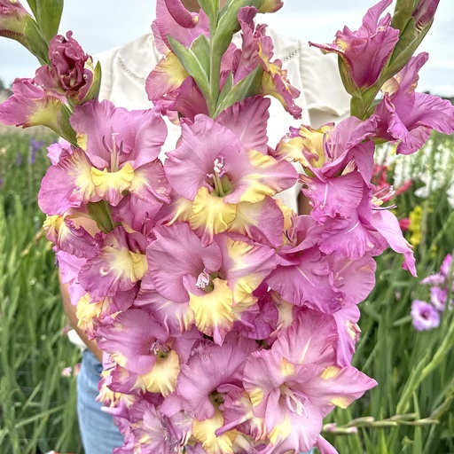 Gladiolus Sunbelt