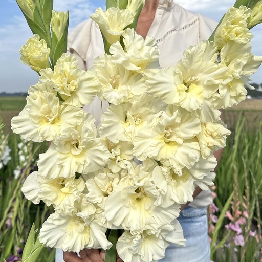 Gladiolus Sweet Chrystal