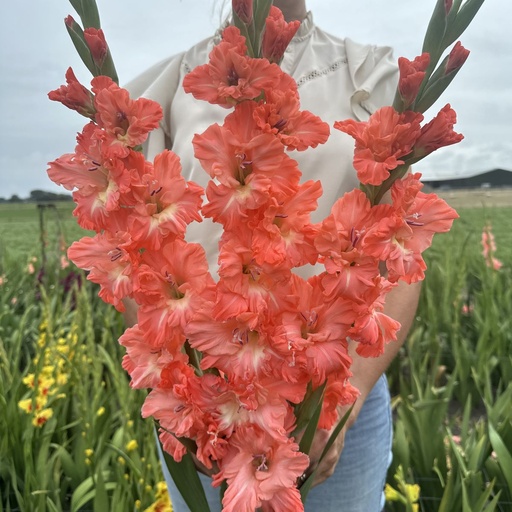 Gladiolus Teds Frizzle