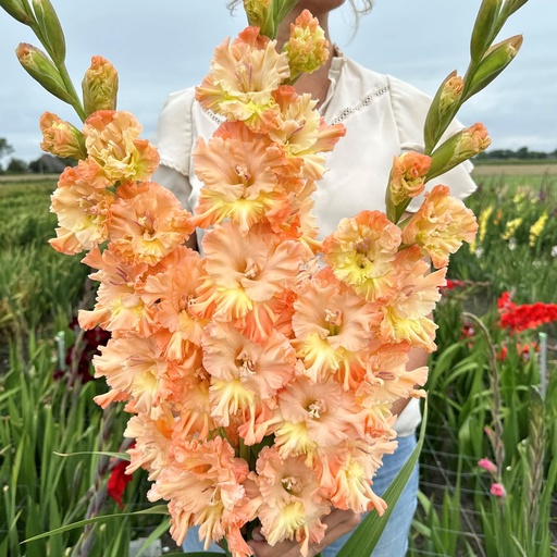 Gladiolus The Great Queen Elizabeth