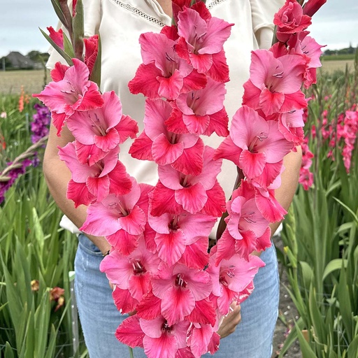 Gladiolus Titanic