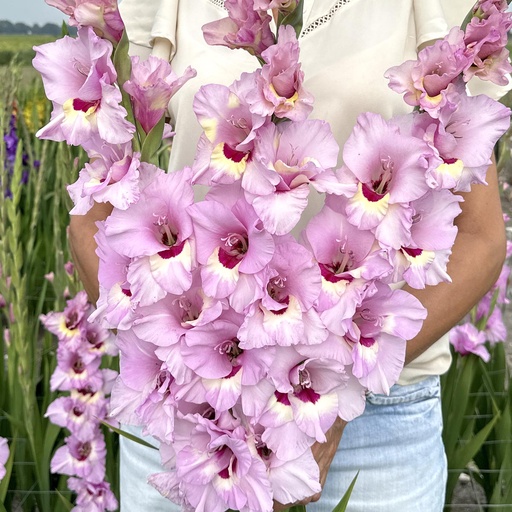 Gladiolus Zamora