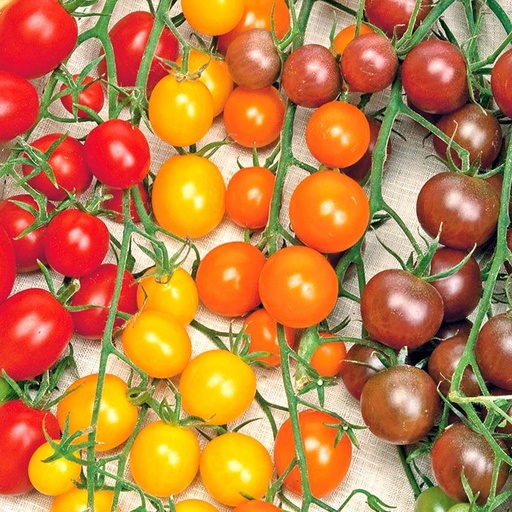 Cherry tomaten Color mix