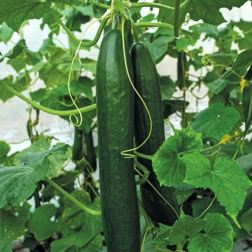 Cucumber Krateros F1