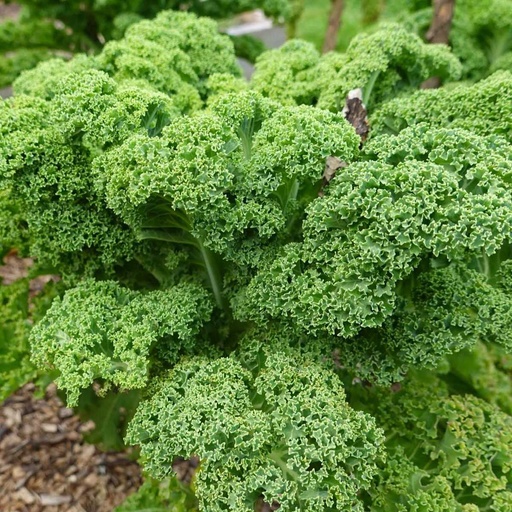 Curley Kale Westland Autumn