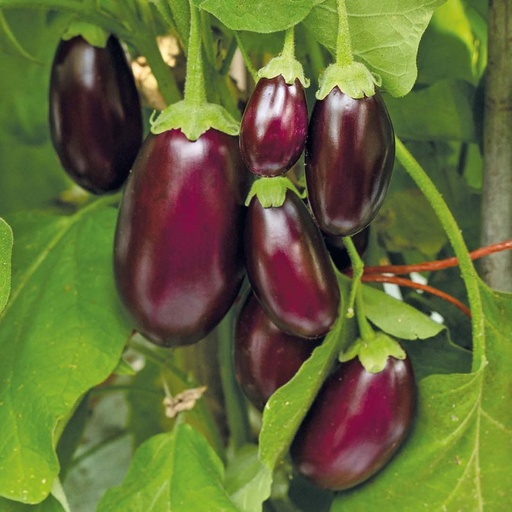 Aubergine Bellini F1