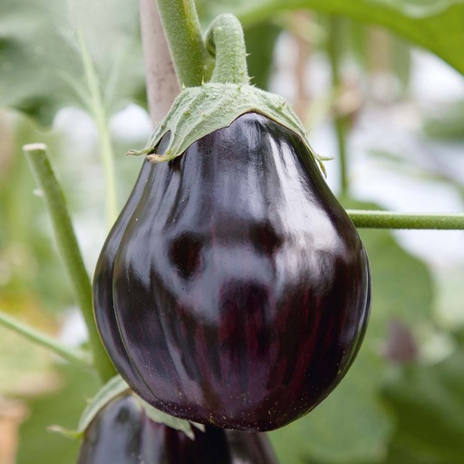 Aubergines Black Beauty