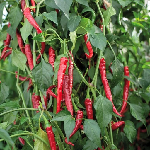 Hot Pepper Cayenne long slim