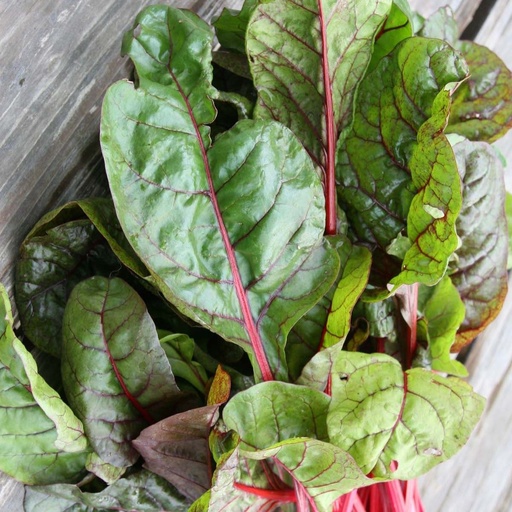 Snijbiet Rhubarb Chard