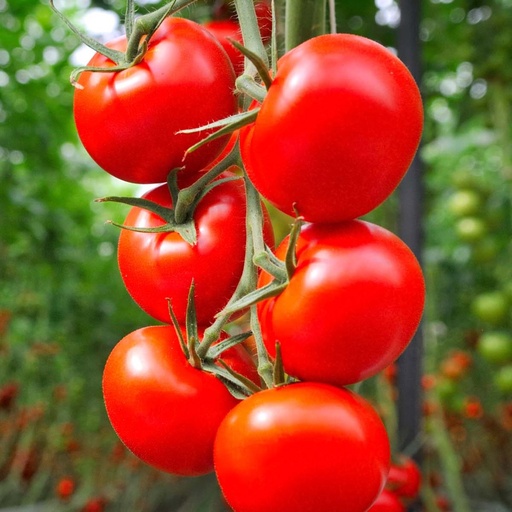 Tomaten Moneymaker 