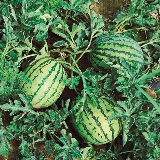 Watermelon Tigrimini F1