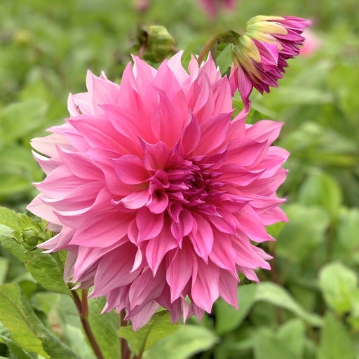 Café au Lait Rosé