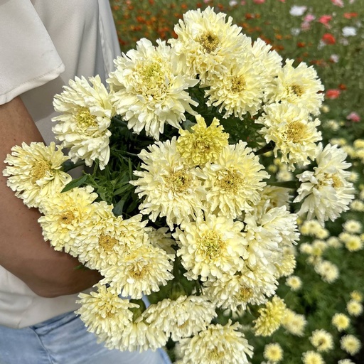 Tagetes Sugar & Spice White (afrikaantje)