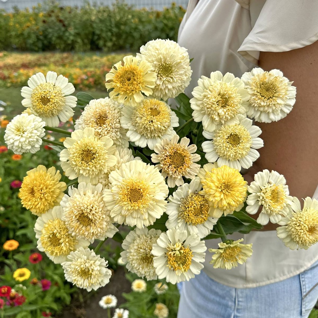 Zinnia Elegans Cresto! Cream