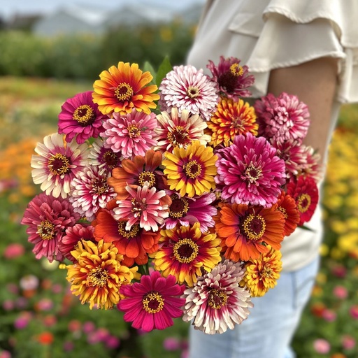 Zinnia Whirlygig Color Mix 