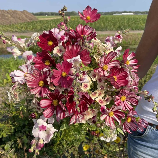 Mix Cherry Blush 3x flowerseeds