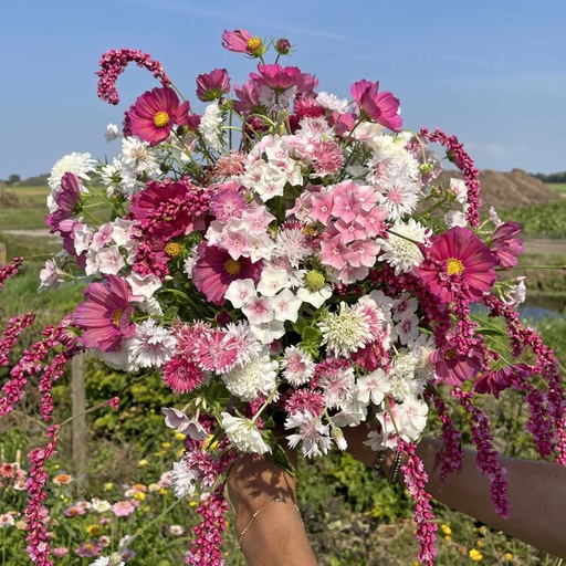 Mix Cotton Candy 5x bloemenzaden