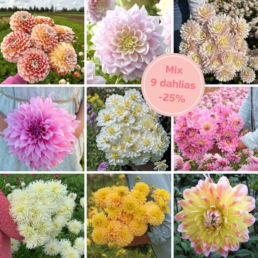 Mix Blushing Beauties (9 dahlia's)