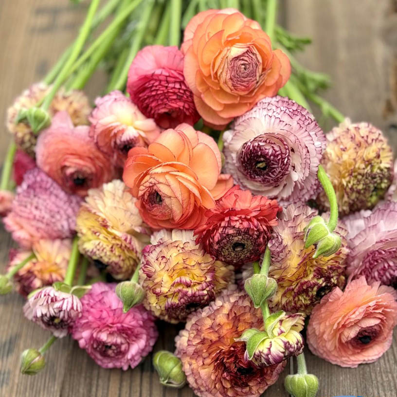 Ranonkels Elegance Pastello Striato mix®