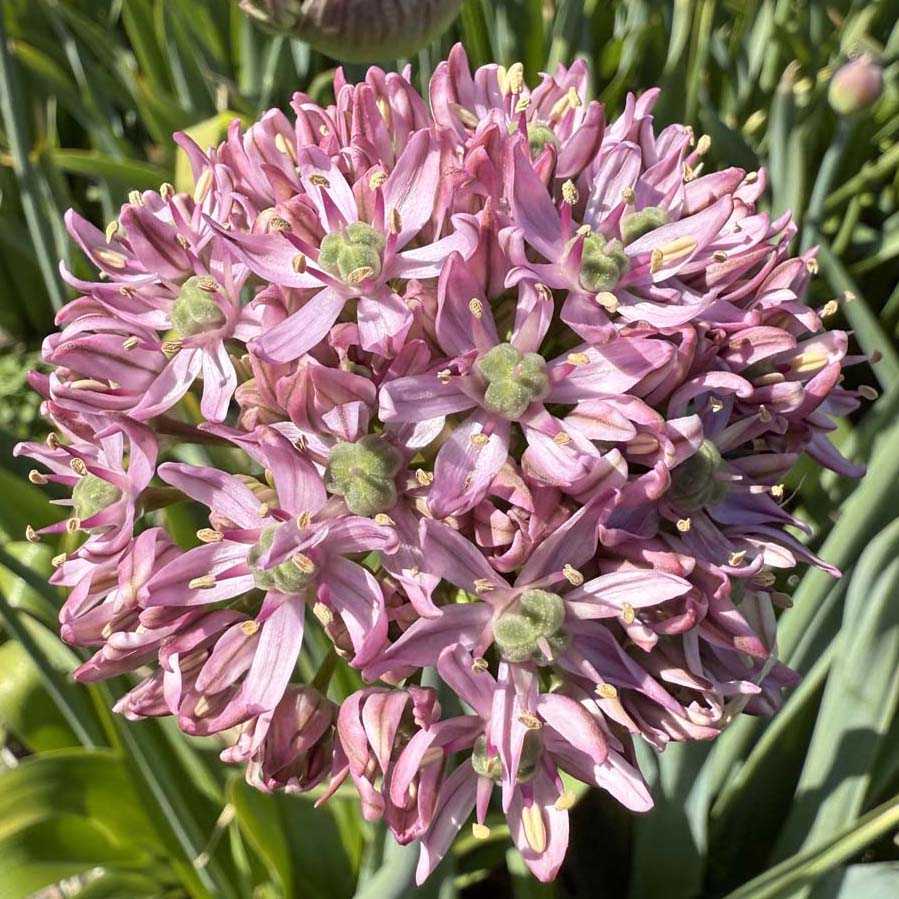 Allium Pink Jewel 3 st. 
