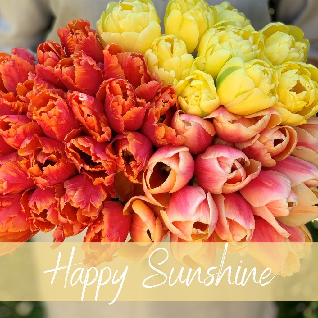 Mix Happy Sunshine (30 tulpenbollen)