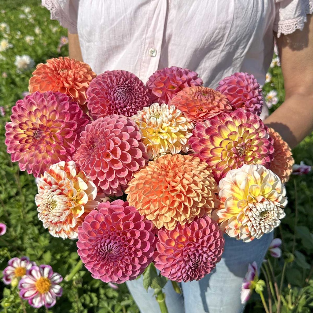 Mix Jowey Ball Collection X