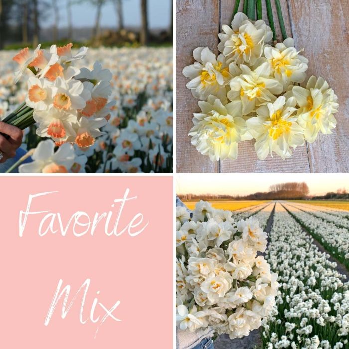 Mix Favorite (30 narcissenbollen)