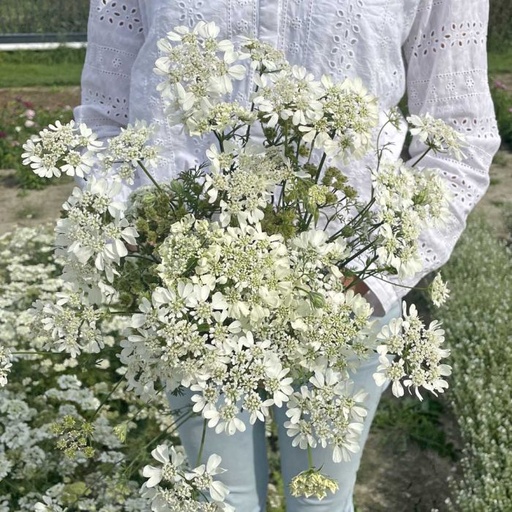 Orlaya Grandiflora White