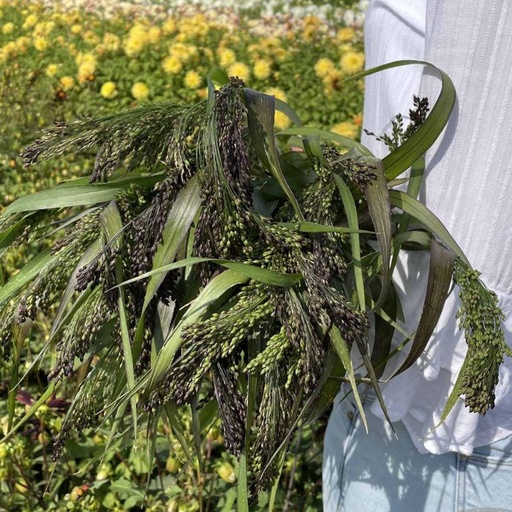 Panicum Violaceum