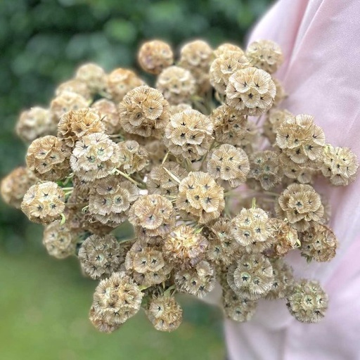 Scabiosa Drumsticks