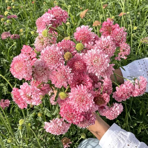 Scabiosa Salmon Queen