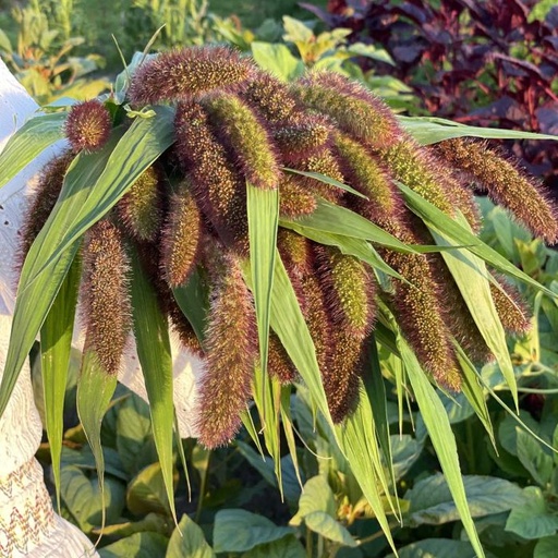 Setaria Italica Lowlander