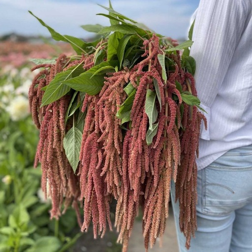 Amaranthus Coral Fountain