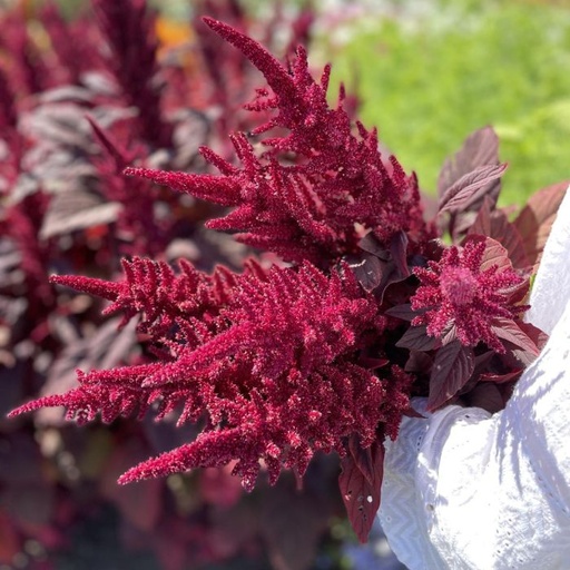 Amaranthus Velvet Curtains