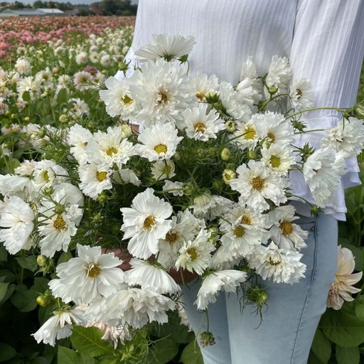 Cosmos Double Dutch white