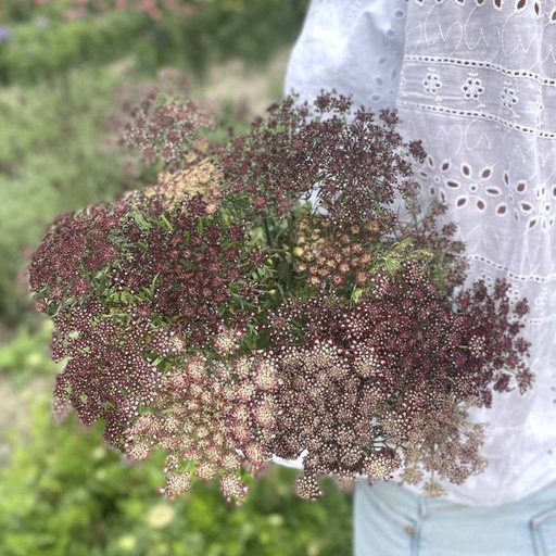 Daucus Carota Dara