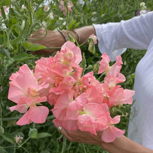 Lathyrus Odoratus Spring Sunshine Peach