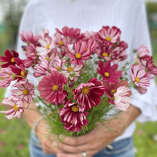 Cosmos Velouette