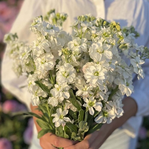 Matthiola Anytime White