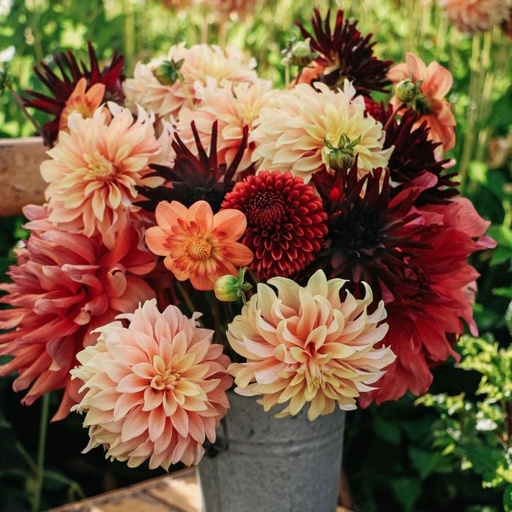 Mix Autumn (5 dahlia's)