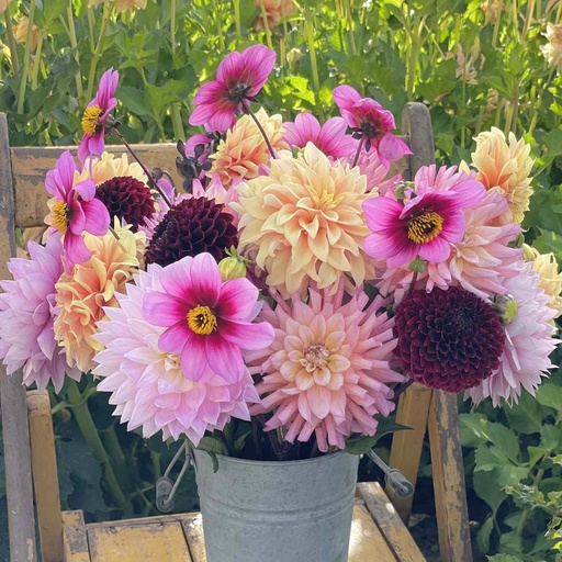 Mix Summer (5 dahlia's)