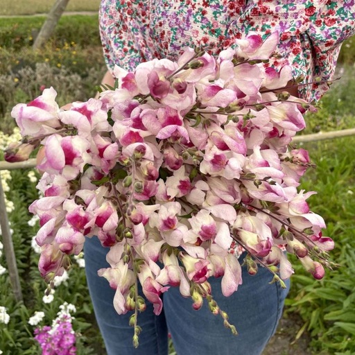 Anthirrhinum Lucky Lips