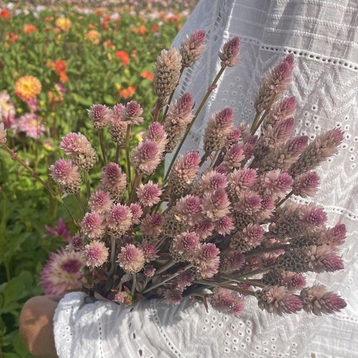 Celosia Xantippe