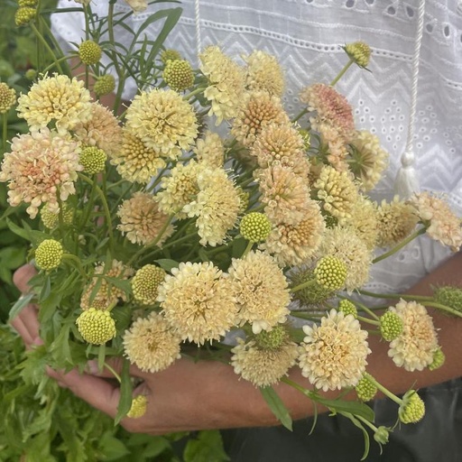 Scabiosa Fata Morgana