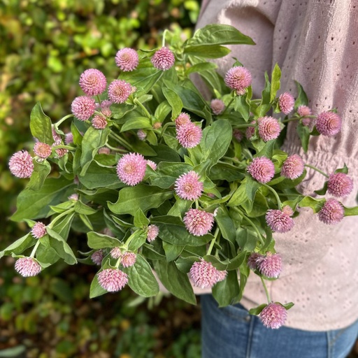 Gomphrena pink